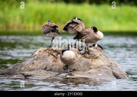 Kanadagänse (branta canadensis), die auf einem Felsen ruhen und schlafen, horizontal Stockfoto