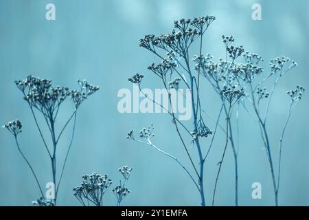 Trockene tansy-Blüten sind über einem unscharfen blauen Hintergrund, abstraktes natürliches Foto mit selektivem Weichfokus Stockfoto