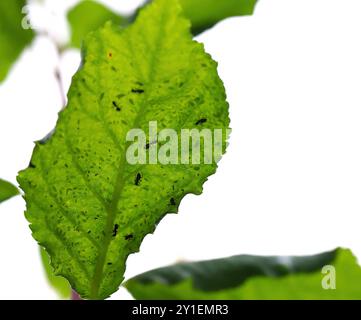 Ein grünes Blatt mit zahlreichen Blattläusen darunter und Ameisen, die sie pflegen. Stockfoto