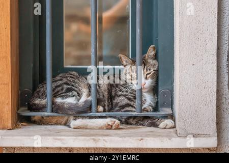Ein Porträt einer entzückenden Katze, die am Fenster liegt und das Wesen des Lebens einer jungen streunenden Katze in den lebhaften Straßen Istanbuls einfängt Stockfoto