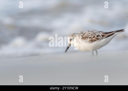 Sanderling (Calidris alba) Fütterung an einem Strand. Camaret sur mer, Crozon, Finistere, Bretagne, Frankreich, Europa. Stockfoto