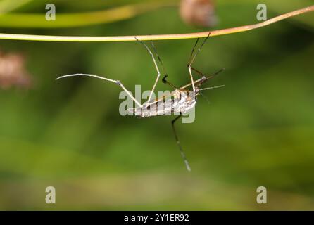 Mücke Psorophora howardii Insektenart West Nil Virus Ross River Fieber Zika Malaria. Stockfoto