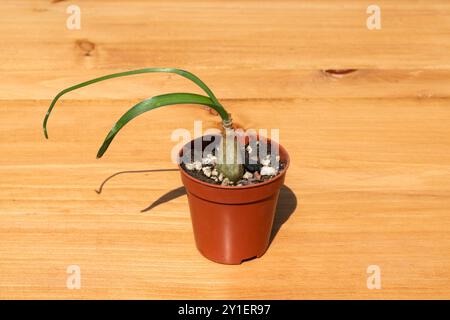 Albuca kleine Pflanze in einem Plastiktopf. Albuca bracteata (syn. Ornithogalum longebracteatum) ist unter den gebräuchlichen Bezeichnungen schwangerer Zwiebeln bekannt, falsch Stockfoto