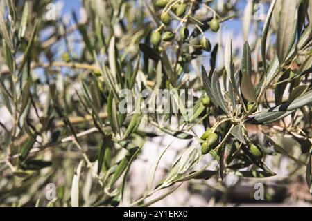 Olivenbaum mit grünen Oliven vor der Ernte Stockfoto