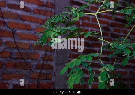 Nahaufnahme von Moringa-Blättern am Morgen Stockfoto