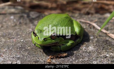 Laufrosch Europäischer Laubfrosch lat. Hyla arborea, Lurch, Tier, Brandenburg / 04.05.2024 / B *** Europäischer Baumfrosch lat Hyla arborea , Amphibien, Tier, Brandenburg 04 05 2024 Stockfoto