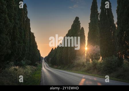 Die von Zypressen gesäumte Allee von Bolgheri und die Sonne zwischen den Bäumen. Dies ist der historische Boulevard von Carduccis Poesie Davanti San Guido. Alta M Stockfoto