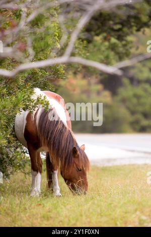 Ein wildes Pony (Equus caballus) Beweidung auf Assateague Island National Seashore, Maryland Stockfoto