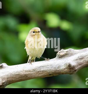 Chiffchaff, Phylloscopus collybita, thront in einem Bedfordshire Garden, UKI Stockfoto