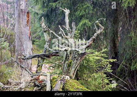 Märchenwald im Winter mit Wurzeln, Moos und Nebel im Schwarzwald Stockfoto