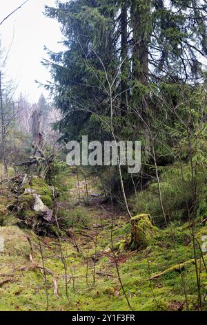 Märchenwald im Winter mit Wurzeln, Moos und Nebel im Schwarzwald Stockfoto