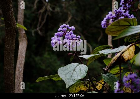 Ageratum blüht in voller Blüte und zeigt zarte lila Flusen vor einem üppig grünen Hintergrund Stockfoto