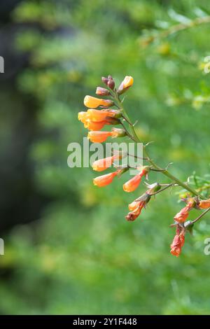 Nahaufnahme chilenischer Blüten (eccremocarpus scaber) in der Blüte Stockfoto