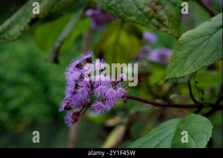 Ageratum-Blüte in voller Blüte, mit zartem lila Flaum vor einem üppigen grünen Hintergrund Stockfoto