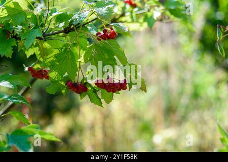 Trauben reifer Viburnum-Beeren an einem sonnigen Tag. Spazieren Sie im Park. Stockfoto