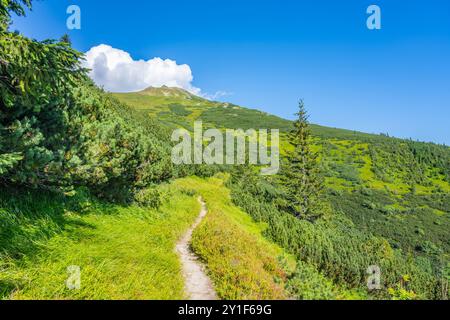 Ein malerischer Wanderweg schlängelt sich durch üppiges Grün und führt zum majestätischen Berg Dumbier in der Niederen Tatra der Slowakei unter einem klaren blauen Himmel. Abenteuer erwartet Sie in der Schönheit der Natur. Stockfoto