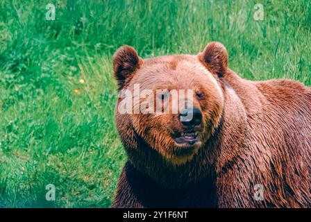 Bärenjunge im Zoo in Schweden Stockfoto