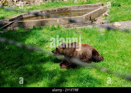 Bärenjunge im Zoo in Schweden Stockfoto