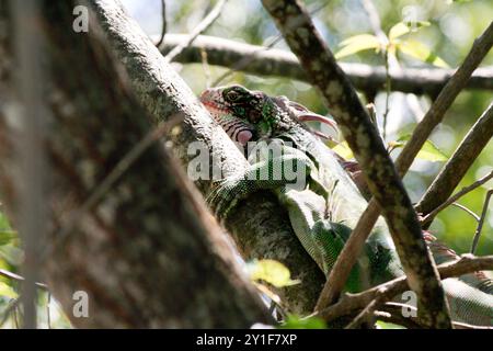 Ein Leguan ruht 2006 in einem Baum auf St. Thomas auf den US-Jungferninseln Stockfoto