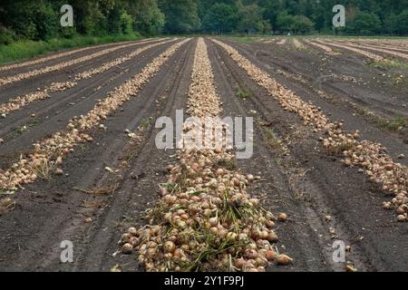 Feld mit geernteten Zwiebeln in Reihen zum Trocknen in der Sonne Stockfoto