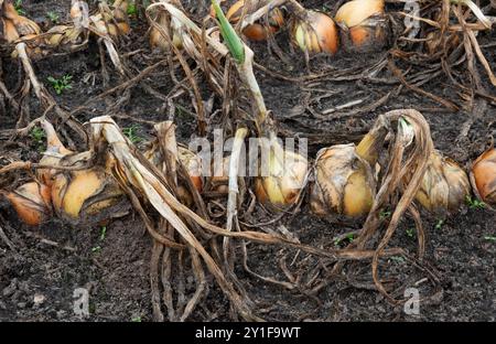 Zwiebeln, Allium cepa, wächst reihenweise auf dem Feld; bereit für die Ernte Stockfoto