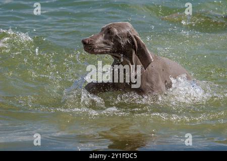 Außenporträt eines reinrassigen Weimaraner pupy während der Ferien am Fluss. Der junge Weimaranerhund im Wasser nach einem langen Waldspaziergang. Stockfoto