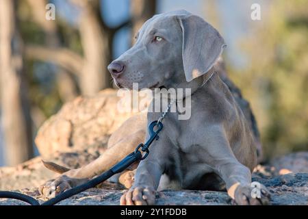 Außenporträt des jungen Weimaraners. Ein junger, schöner, silberblaugrauer Weimaraner-reinrassiger Hund, der auf einem Felsen steht. Stockfoto