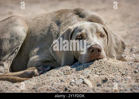 Outdoor-Nahaufnahme Kopfporträt eines reinrassigen Weimaraners am Strand. Stockfoto