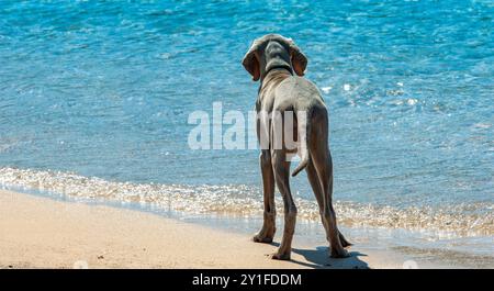 Puredred weimaraner Welpe, am Strand. Außenporträt eines reinrassigen Weimaraners, der am Strand sitzt. Weimaraner Junghund im Urlaub am Meer. Stockfoto