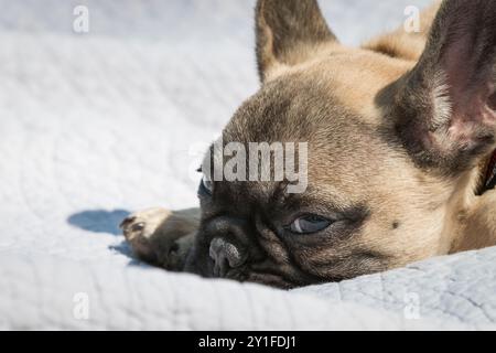 4 Monate alter boston Terrier Welpe liegt Stockfoto