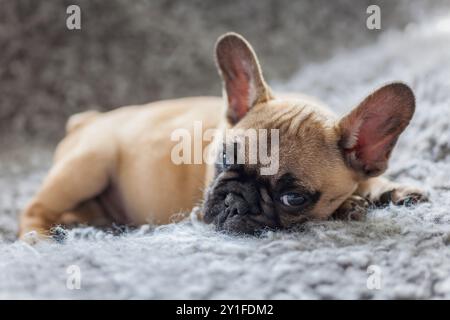 Junger französischer Bulldogge-Welpe schläft auf einem grauen Teppich im Haus seiner Besitzer. Ein Bulldog schläft auf einem grauen Teppich. Stockfoto