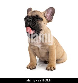 Französische Bulldogge braunes Säugetier, Welpe, steht vorne, isoliert auf weißem Hintergrund. Wunderschönes lustiges junger Hund Porträt auf weißem Hintergrund. Stockfoto