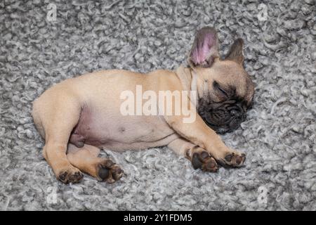 Junger französischer Bulldogge-Welpe schläft auf einem grauen Teppich im Haus seiner Besitzer. Ein Bulldog schläft auf einem grauen Teppich. Stockfoto