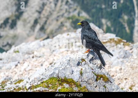 Ein alpiner chough steht auf einem zerklüfteten Felsen, umgeben von der atemberaubenden Landschaft der Berge. Mit seinen glänzenden schwarzen Federn und dem leuchtend gelben Schnabel überblickt er die Landschaft darunter. Stockfoto