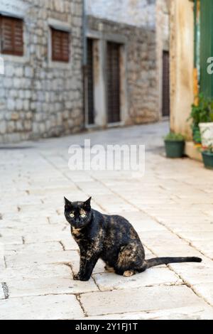 Schildpatt Katze in einer Gasse, Stari Grad, Hvar Insel an der Adria, Kroatien Stockfoto