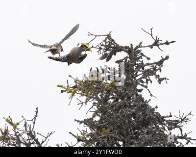 Böhmische Wachsflügel (Bombycilla garrulus), zwei Vögel kämpfen auf der Spitze des Tannenbaums, Pokka, Finnisch Lappland Stockfoto