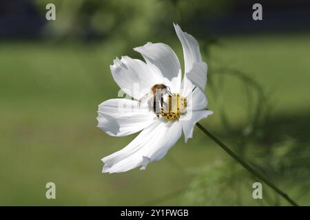 Gemeine Karderbiene (Bombus pascuorum), Insekten, Makros, Zierkorb, Nektar, die Feldhummel sammelt Pollen in der weißen Blüte Stockfoto