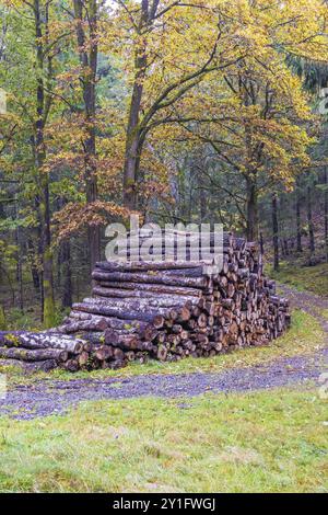 Im Herbst auf einer Feldstraße in einem Laubwald gestapelt Stockfoto