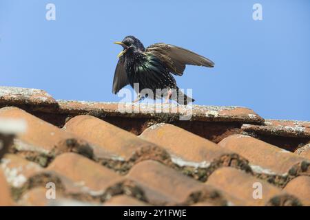 Sturnus vulgaris (Sturnus vulgaris) erwachsener Männchen, im Zuchtgefieder, singend und auf dem Dach ausgestellt, Hessen, Deutschland, Europa Stockfoto