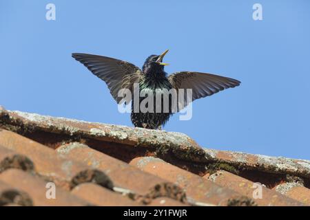 Sturnus vulgaris (Sturnus vulgaris) erwachsener Männchen, im Zuchtgefieder, singend und auf dem Dach ausgestellt, Hessen, Deutschland, Europa Stockfoto