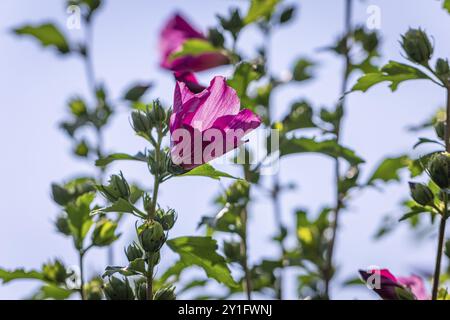 Nahaufnahme von Malvenblüten (Malva) mit grünen Blättern vor einem sonnigen, blauen Himmel Stockfoto