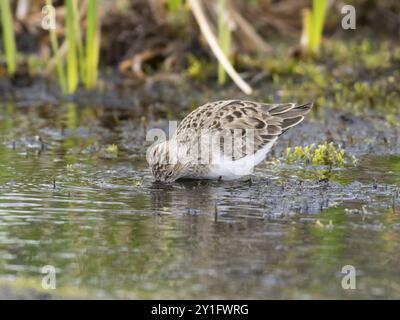 Temminck's Stint (Calidris temminckii), auf der Suche nach Nahrungsmitteln, Finnmark, Norwegen, Europa Stockfoto