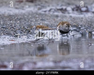 Dunlin (Calidris alpina) zwei ausgewachsene Vögel, die in einem Felsenbecken nach Nahrung suchen, bei Ebbe, um Mitternacht, Mai, Varangerfjord, Finnmark, Norwegen, Europa Stockfoto