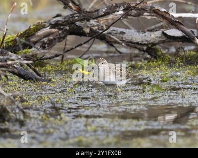 Temminck's Stint (Calidris temminckii), Waten durch Marschland, auf der Suche nach Essen, Juni, Finnmark, Norwegen, Europa Stockfoto