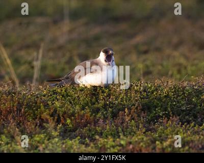 Arktische Skua (Stercorarius parasiticus), Erwachsener, der um Mitternacht in der Tundra-Vegetation steht, Gähnen, Lichtmorph, Mai, Varangerfjord, Norwegen, Europa Stockfoto