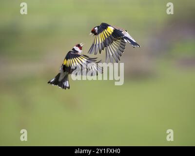 Europäischer Goldfink (Carduelis carduelis), zwei Erwachsene männliche Vögel, die im Flug kämpfen und streiten, Hessen, Deutschland, Europa Stockfoto