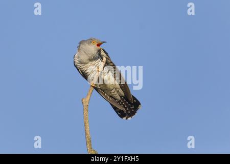 Kuckuckuck (Cuculus canorus), männlich auf einem Baumzweig, im Frühjahr in bedrohlicher Pose, weil er von einem Kaffinch (Fringilla coeleb) gemobbt wurde Stockfoto