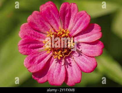 Nahaufnahme einer hellrosa Blume einer Zinnia (Zinnia) mit detaillierten Blütenblättern auf grünem Hintergrund Stockfoto