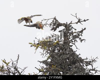 Böhmische Wachsflügel (Bombycilla garrulus), zwei Vögel kämpfen auf der Spitze des Tannenbaums, Pokka, Finnisch Lappland Stockfoto