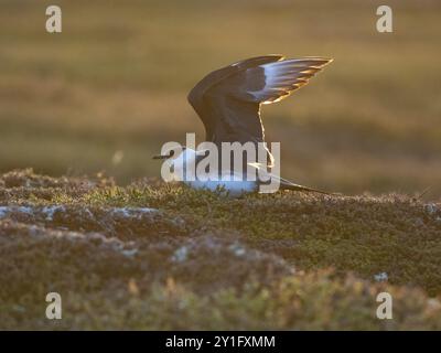 Arctic Skua (Stercorarius parasiticus), ein leichter Morph, der kurz vor dem Abflug steht, im Brutgebiet in der Tundra, um Mitternacht, Mai, Varangerfjord, Norw Stockfoto